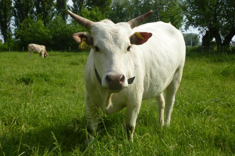 Een afbeelding van eenkleurig-wit minizeboe Bianca van de Ijselhof - 316287.