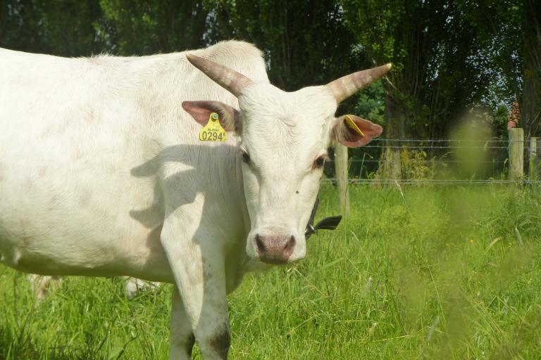 Een afbeelding van eenkleurig-wit minizeboe Bianca van de Ijselhof - 871175.