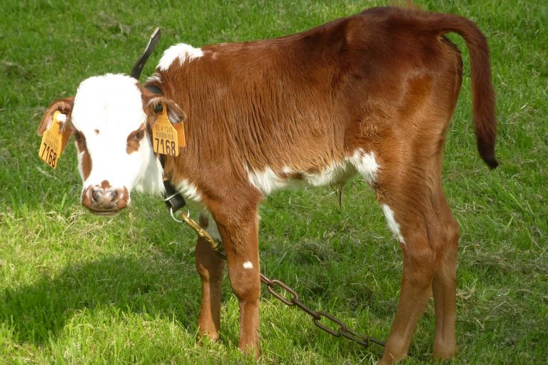 Een afbeelding van blaarkop-rood minizeboe Charlie van de Zeboehoeve - 582389.