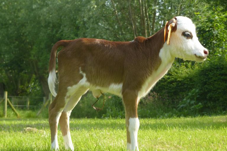 Een afbeelding van blaarkop-rood minizeboe Charlotje van de Zeboehoeve - 115893.