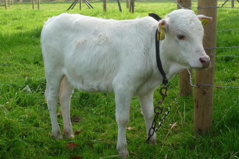 Een afbeelding van eenkleurig-wit minizeboe Bianca van de Ijselhof - 904045.