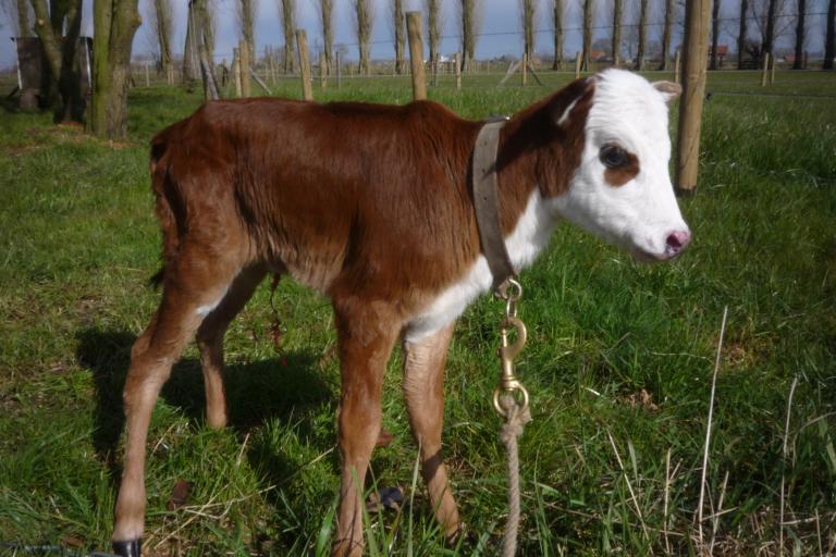 Een afbeelding van blaarkop-rood minizeboe Lulu van de Zeboehoeve - 443772.