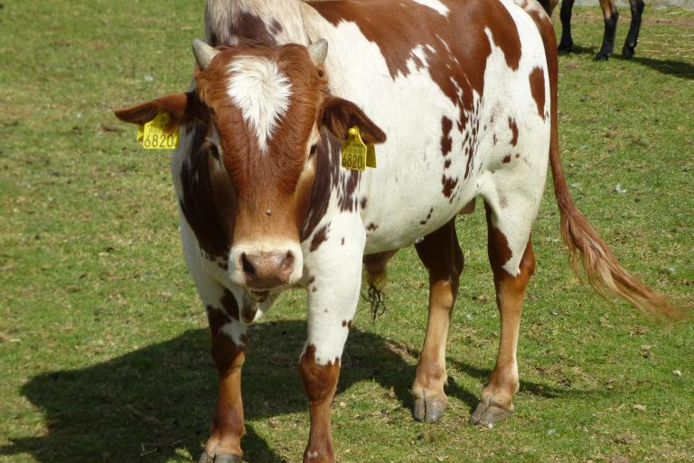 Een afbeelding van rood-wit minizeboe Germain - 964006.