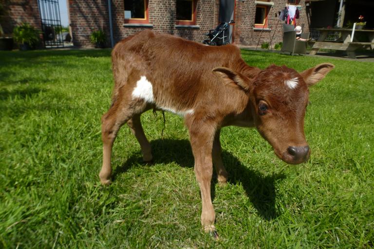 Een afbeelding van rood-wit minizeboe Bobke van de Zeboehoeve - 279914.