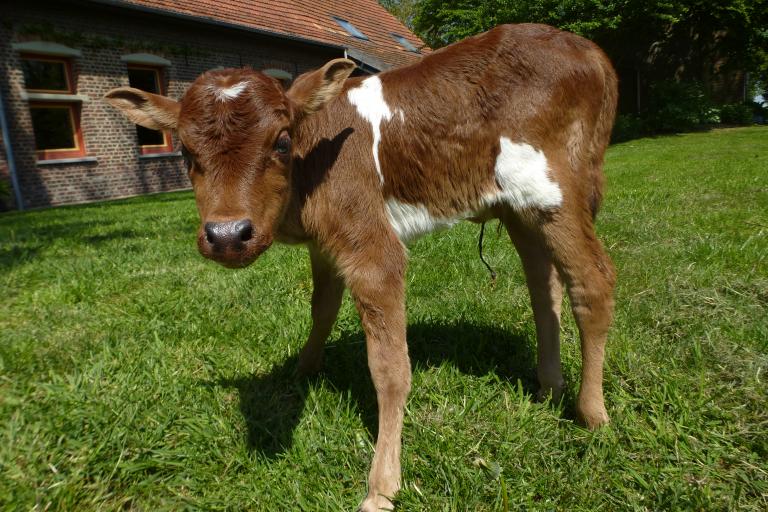 Een afbeelding van rood-wit minizeboe Bobke van de Zeboehoeve - 454811.