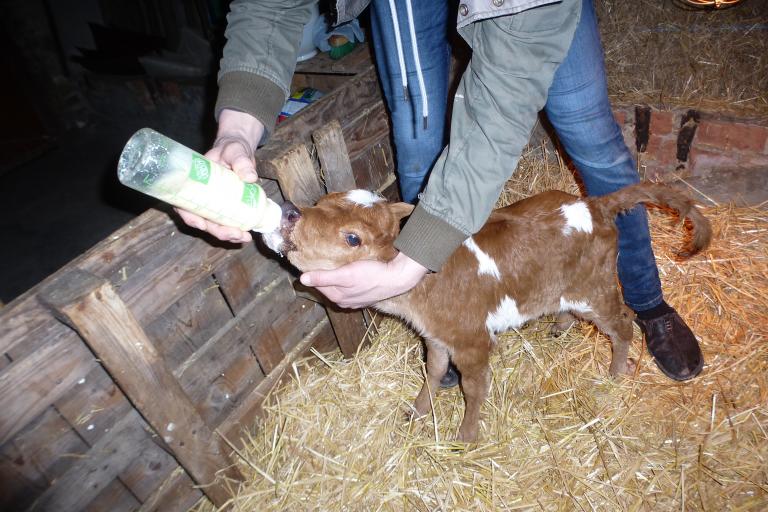 Een afbeelding van roodbont minizeboe Estee van de Zeboehoeve - 385016.