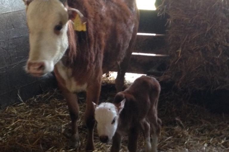 Een afbeelding van blaarkop-rood minizeboe Margiet van de Morlionhoeve - 379837.