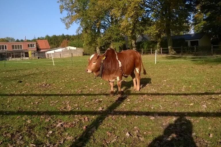 Een afbeelding van roodbont minizeboe Albert - 563628.