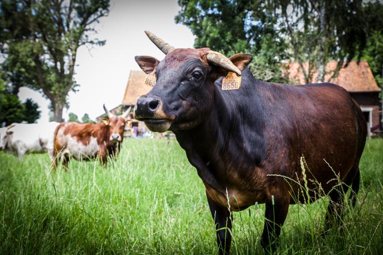 Een afbeelding van driekleur minizeboe Zusje van de Zeboehoeve - 700830.