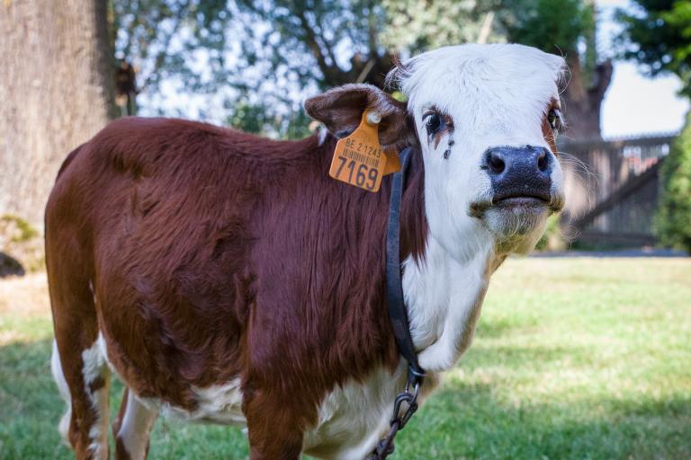 Een afbeelding van blaarkop-rood minizeboe Charlotje van de Zeboehoeve - 895239.