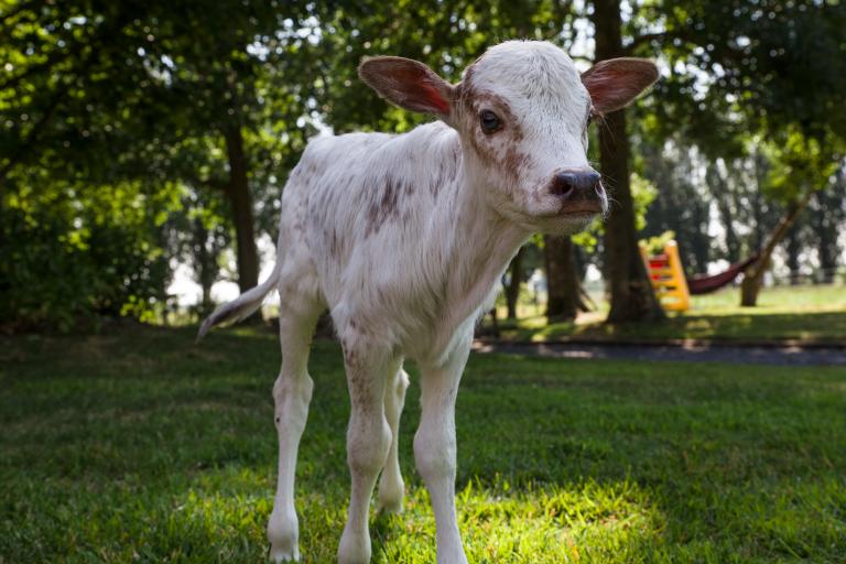 Een afbeelding van roodbont minizeboe Odette van de Zeboehoeve - 223562.