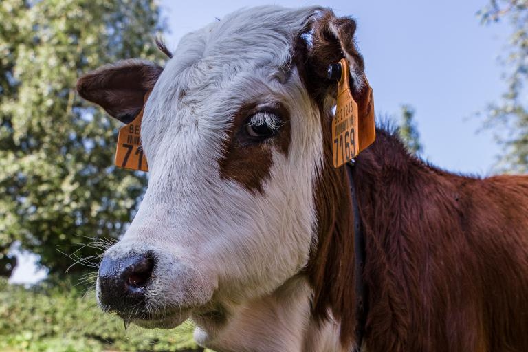 Een afbeelding van blaarkop-rood minizeboe Charlotje van de Zeboehoeve - 966601.