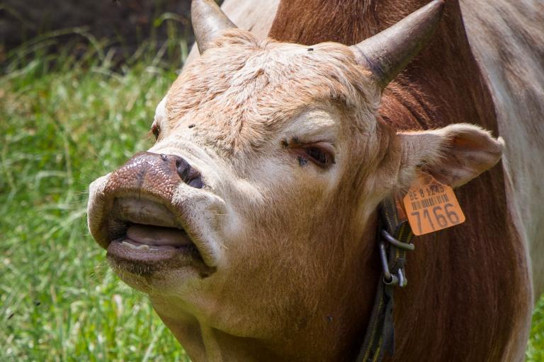 Een afbeelding van vaalbont minizeboe Ringo - 929085.