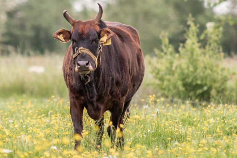 Een afbeelding van eenkleurig-bruint minizeboe Ariane - 529468.