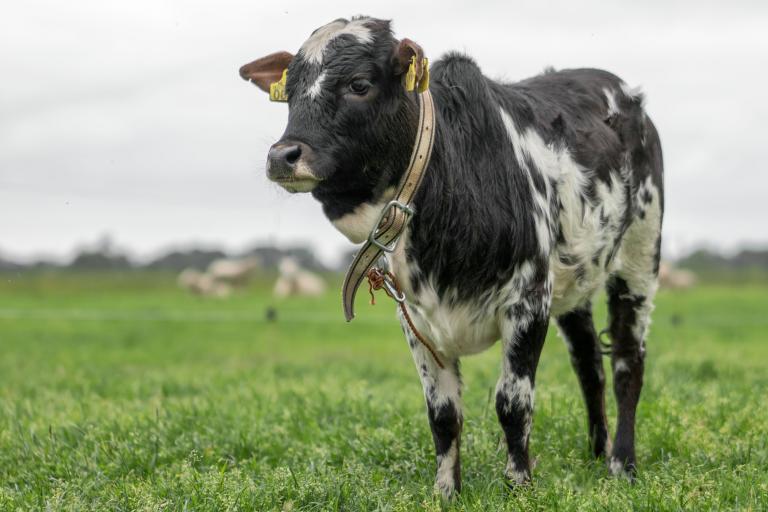 Een afbeelding van roodbont minizeboe Tara van de Langewold - 990803.