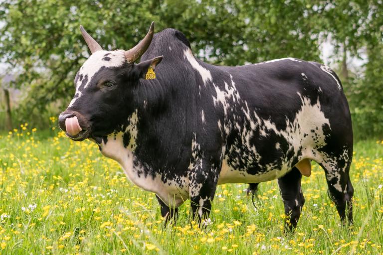 Een afbeelding van roodbont minizeboe Lars van de IJselhof - 452236.