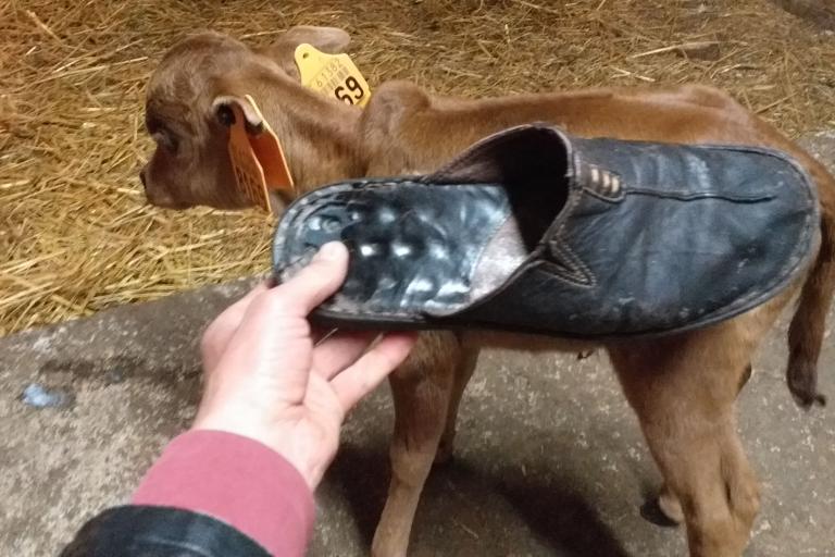 Een afbeelding van eenkleurig-rood minizeboe Miranda van de Zeboehoeve - 980563.