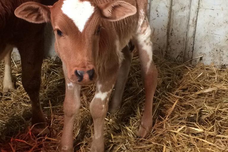 Een afbeelding van rood-wit minizeboe Odilon van de Morlionhoeve - 935793.