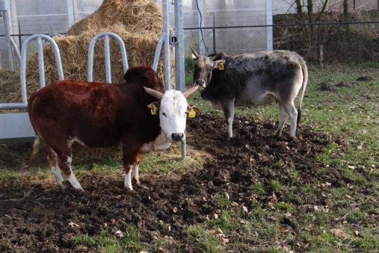 Een afbeelding van blaarkop-rood minizeboe Margiet van de Morlionhoeve - 826287.