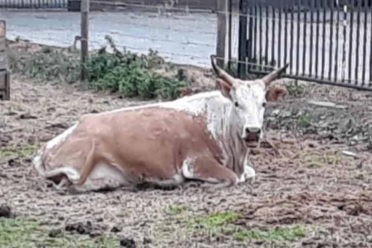 Een afbeelding van Witrik Rood minizeboe Ijselhof Mayke - 915492.