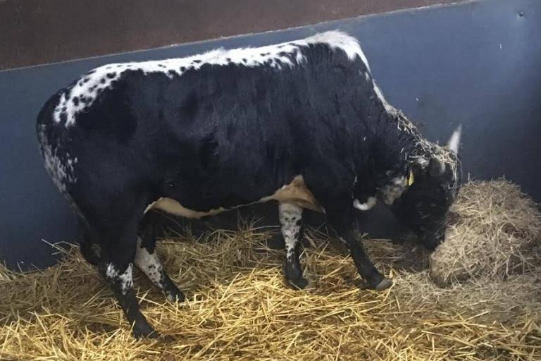 Een afbeelding van Witrik Zwart minizeboe Kees (stamvader 17-11-2016 in NL) - 818509.