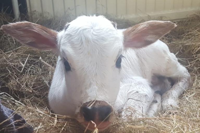 Een afbeelding van driekleur minizeboe Noest van de Lochemseberg - 385569.