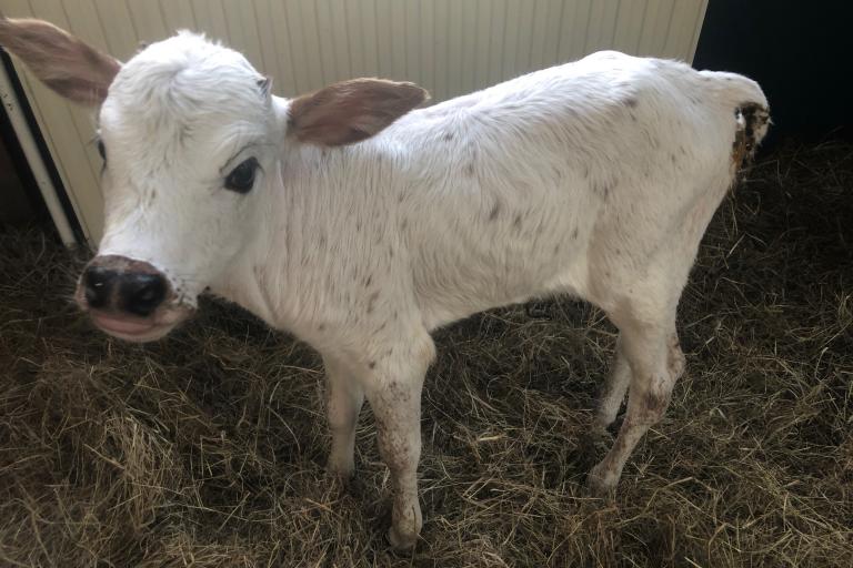 Een afbeelding van driekleur minizeboe Noest van de Lochemseberg - 650135.