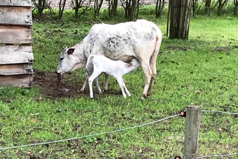 Een afbeelding van driekleur minizeboe Noest van de Lochemseberg - 450760.