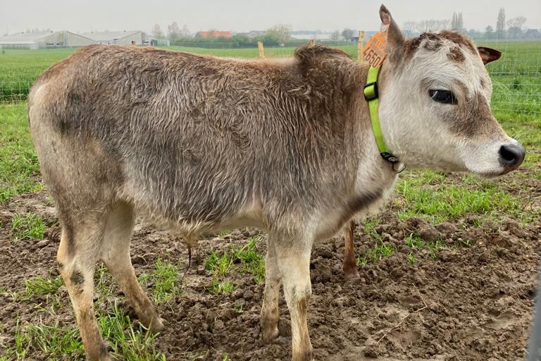 Een afbeelding van rood-wit minizeboe Basiel van De KOOIAARDSHOEVE - 596101.