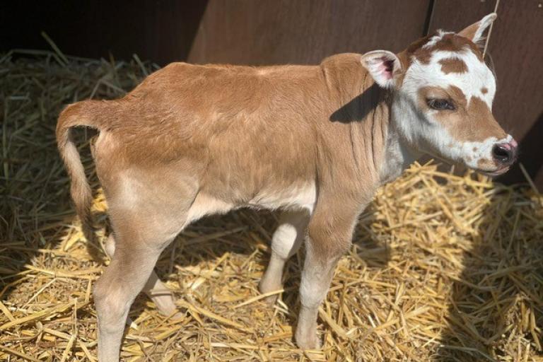 Een afbeelding van rood-wit minizeboe Basiel van De KOOIAARDSHOEVE - 510710.