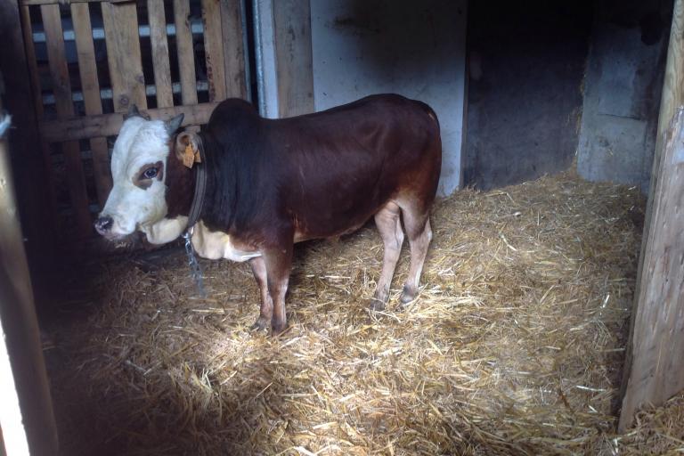 Een afbeelding van blaarkop-rood minizeboe Walterke - 494490.