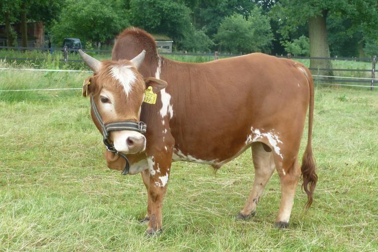 Een afbeelding van roodbont minizeboe Albert - 532157.
