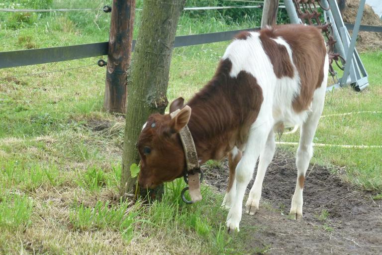 Een afbeelding van rood-wit minizeboe Basiel van de Ongelbergh - 682513.