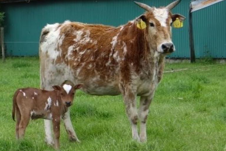 Een afbeelding van rood-wit minizeboe onbekend (nakomelingen verwerken) - 653942.