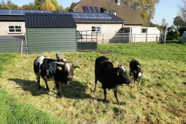 Een afbeelding van roodbont minizeboe 997698.