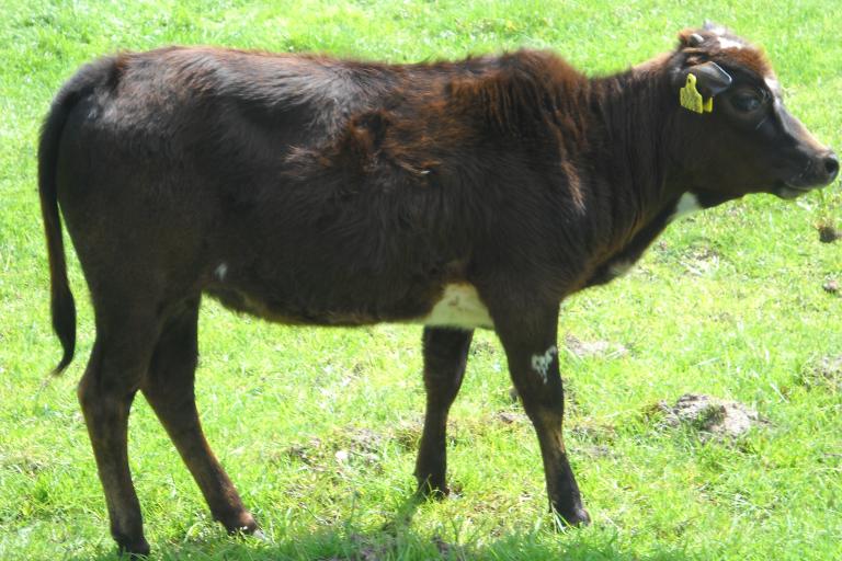 Een afbeelding van rood-wit minizeboe Hinda - 493946.