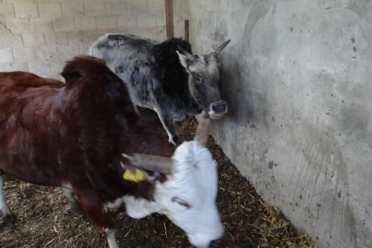 Een afbeelding van blaarkop-rood minizeboe Margiet van de Morlionhoeve - 592953.